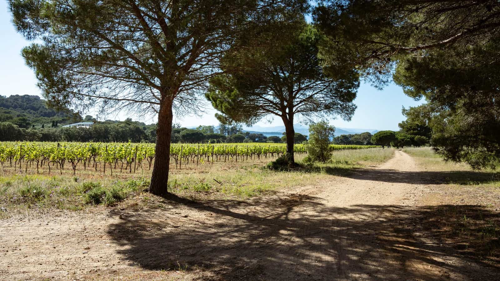 Vignes et pins parasols bordant un chemin de terre dans la campagne varoise